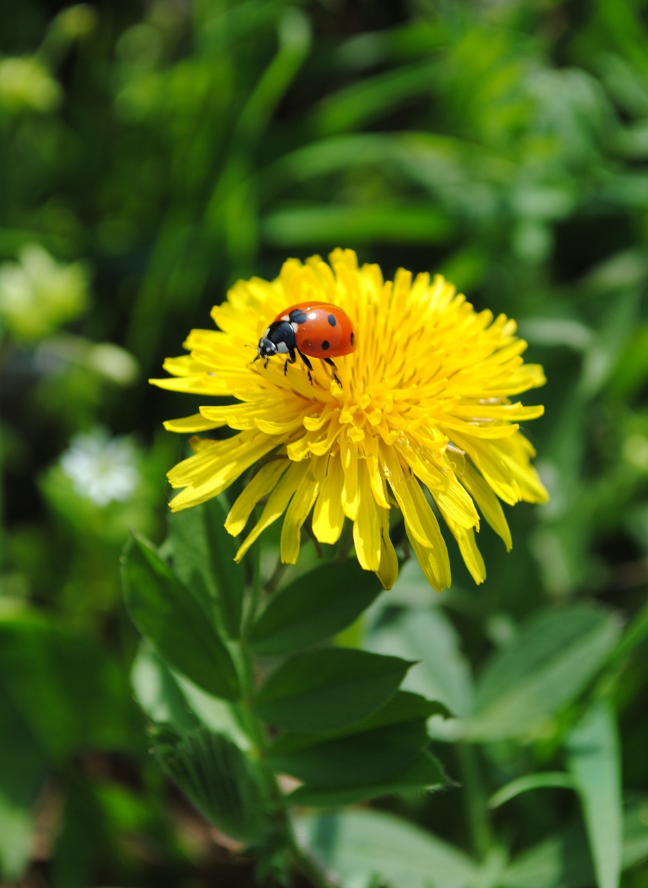 dandelion yellow ladybug free photo