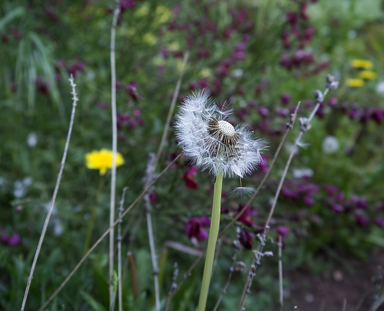 dandelion flower nature free photo