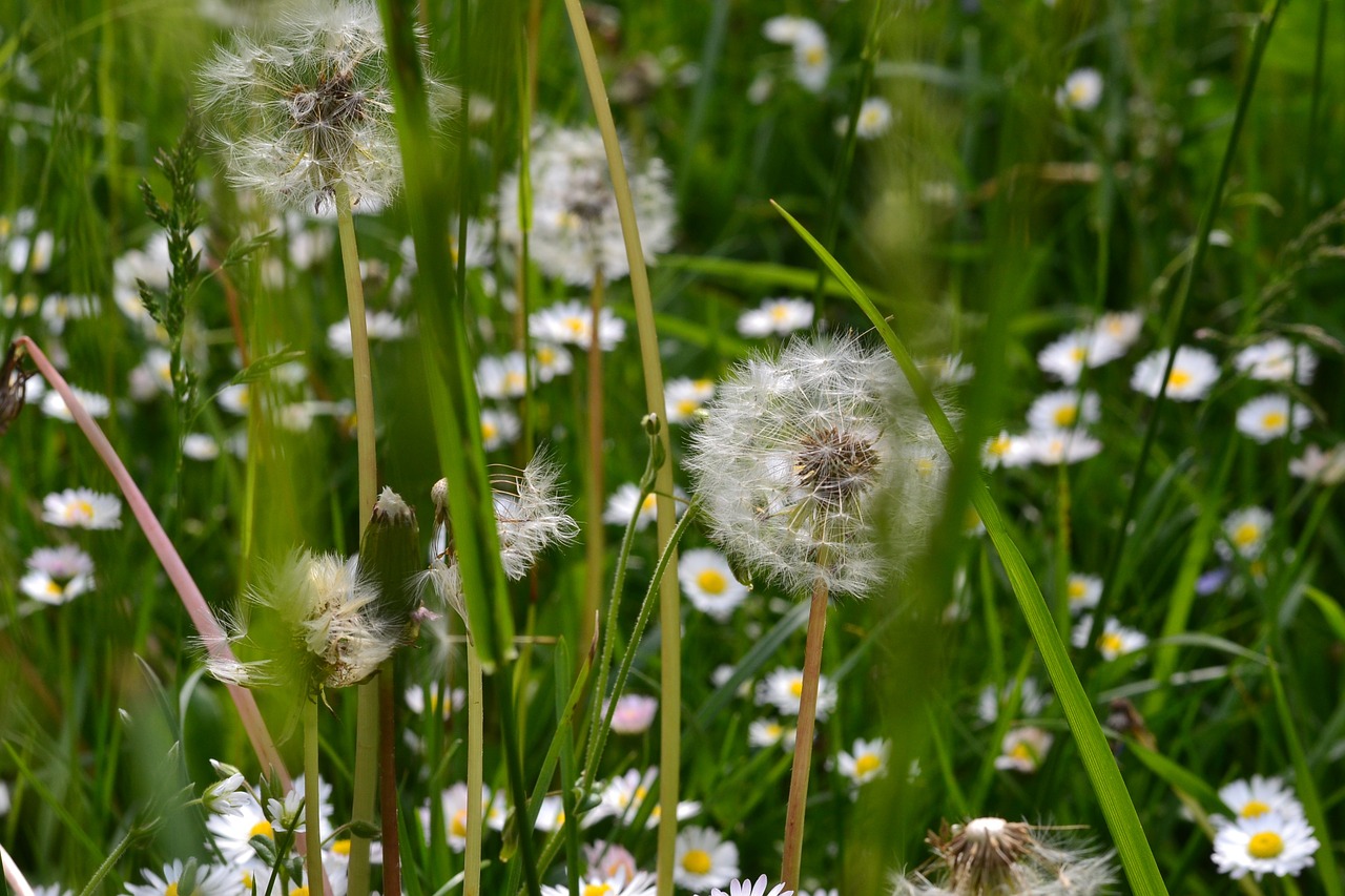 dandelion summer meadow free photo