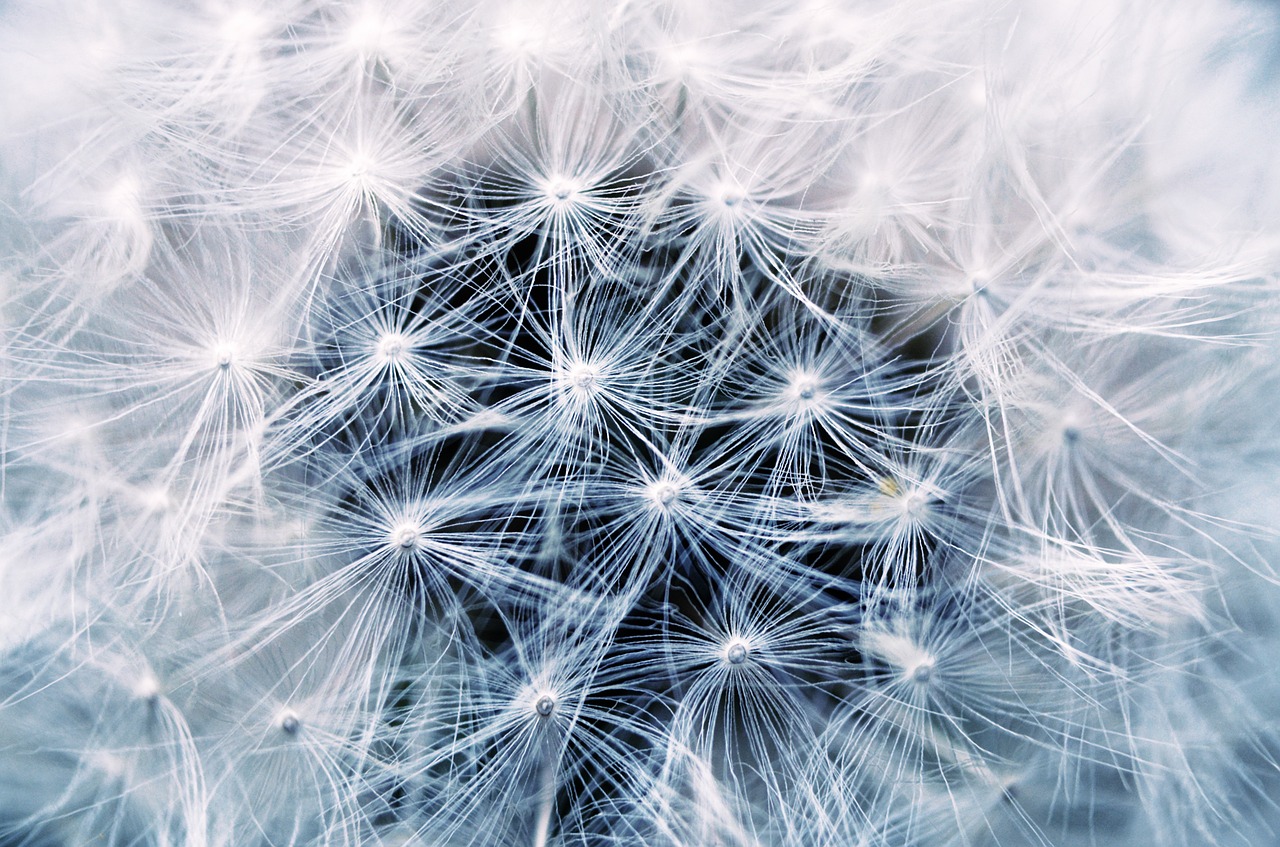 dandelion seeds pointed flower free photo