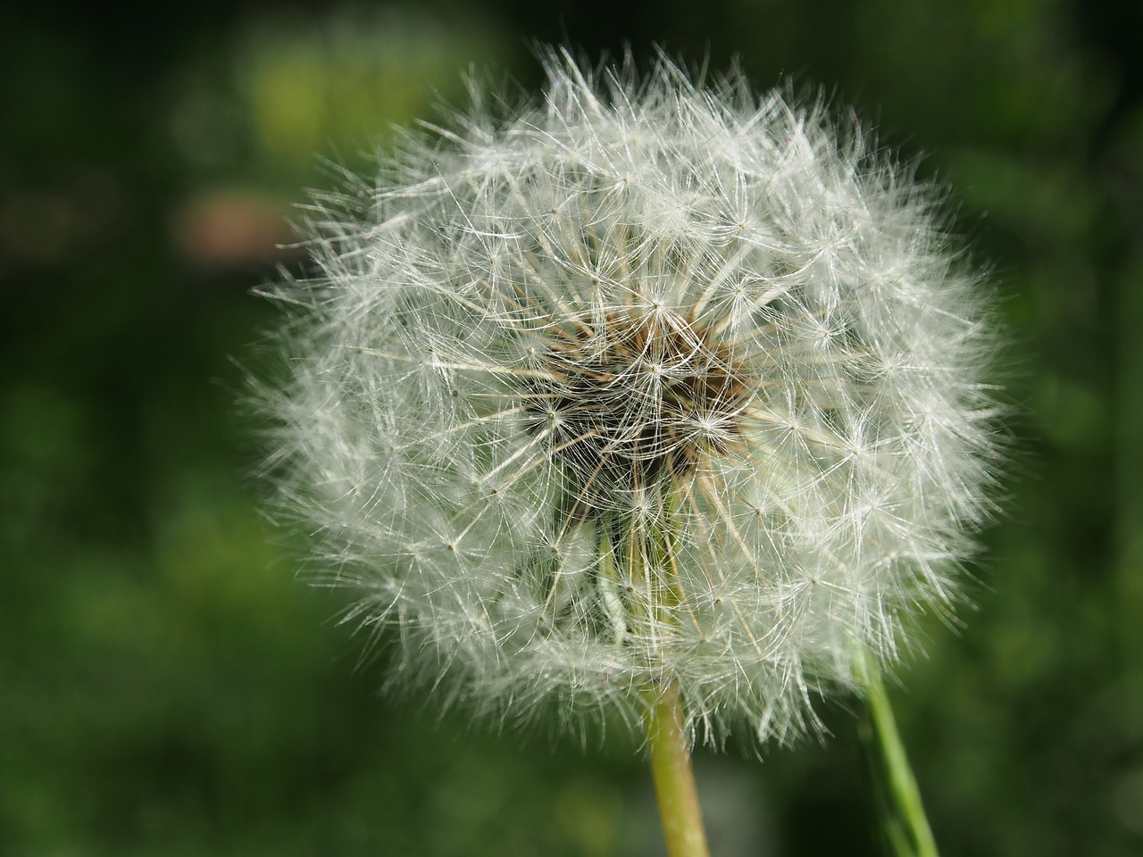 dandelion flower pointed flower free photo