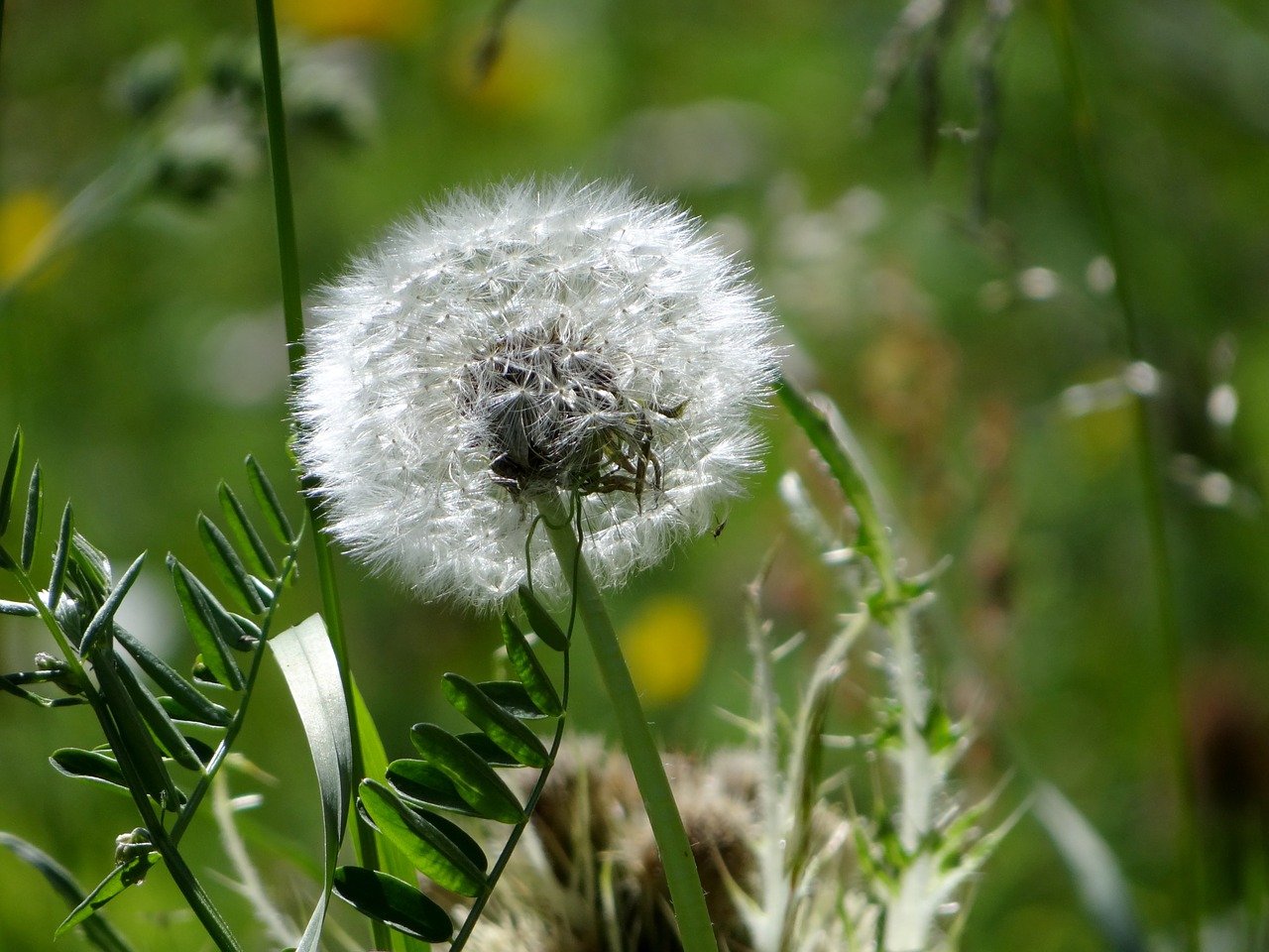 dandelion flower nature free photo