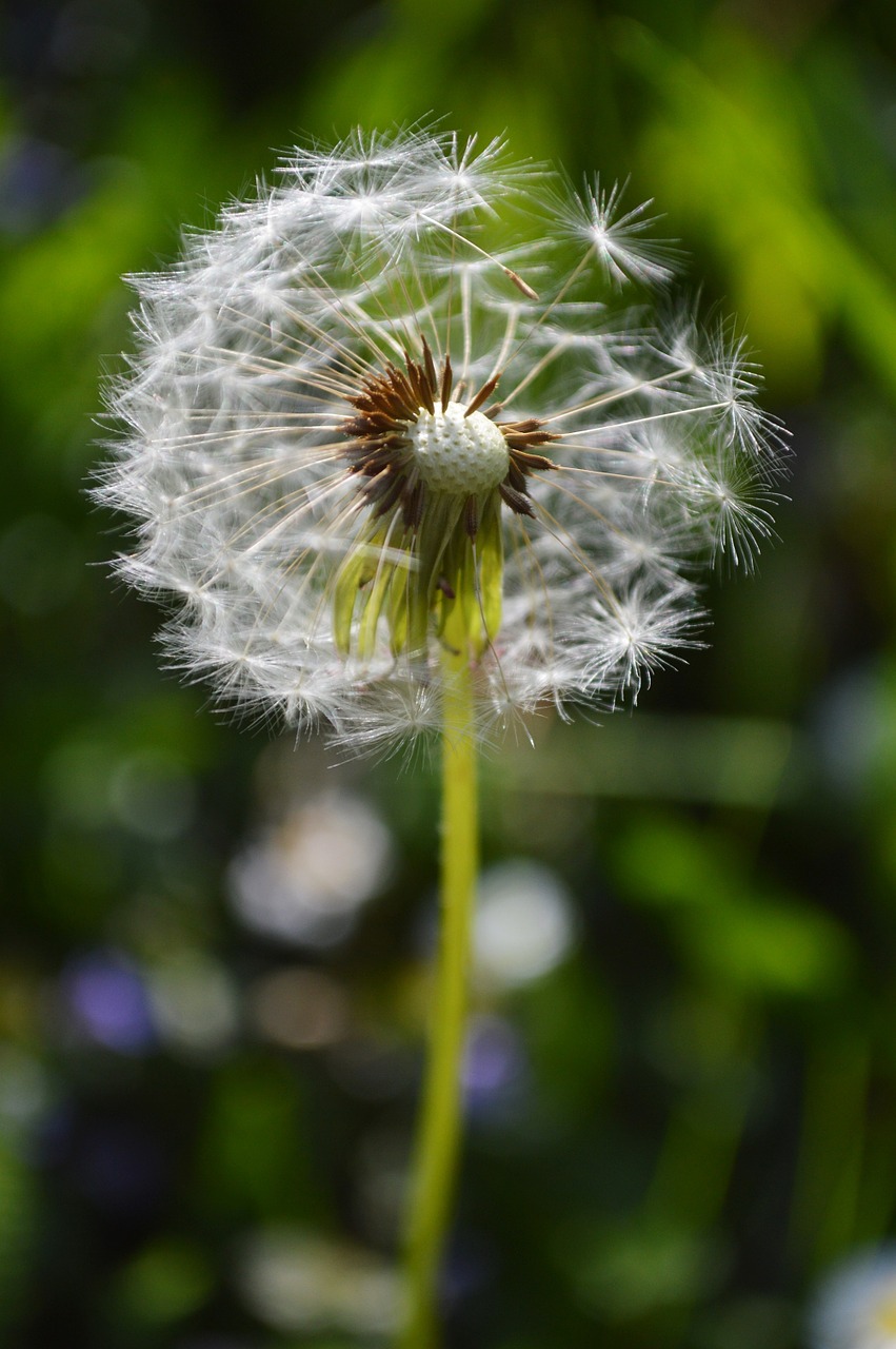 dandelion garden lights free photo