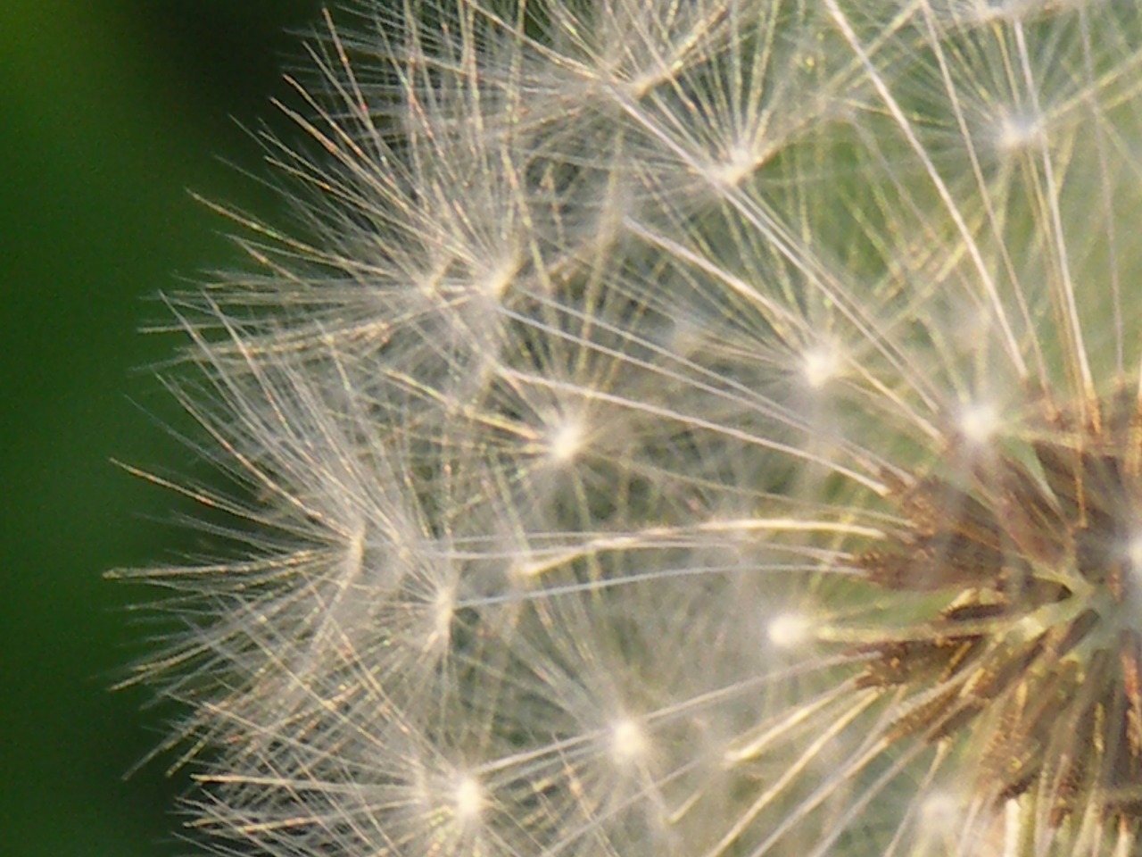 dandelion seeds nature free photo