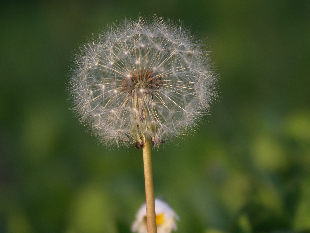 dandelion nature flower free photo