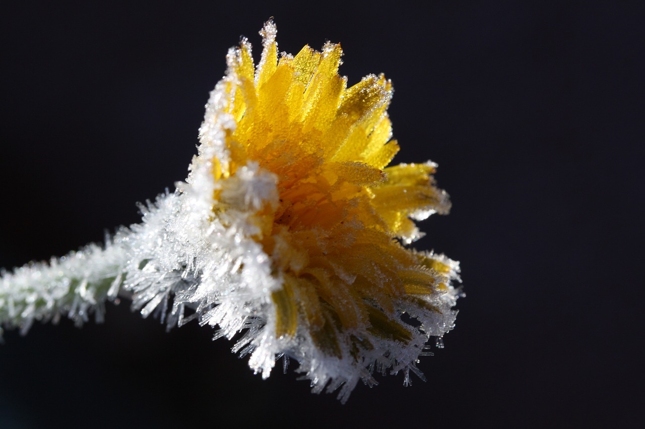 dandelion ice flowers frozen free photo
