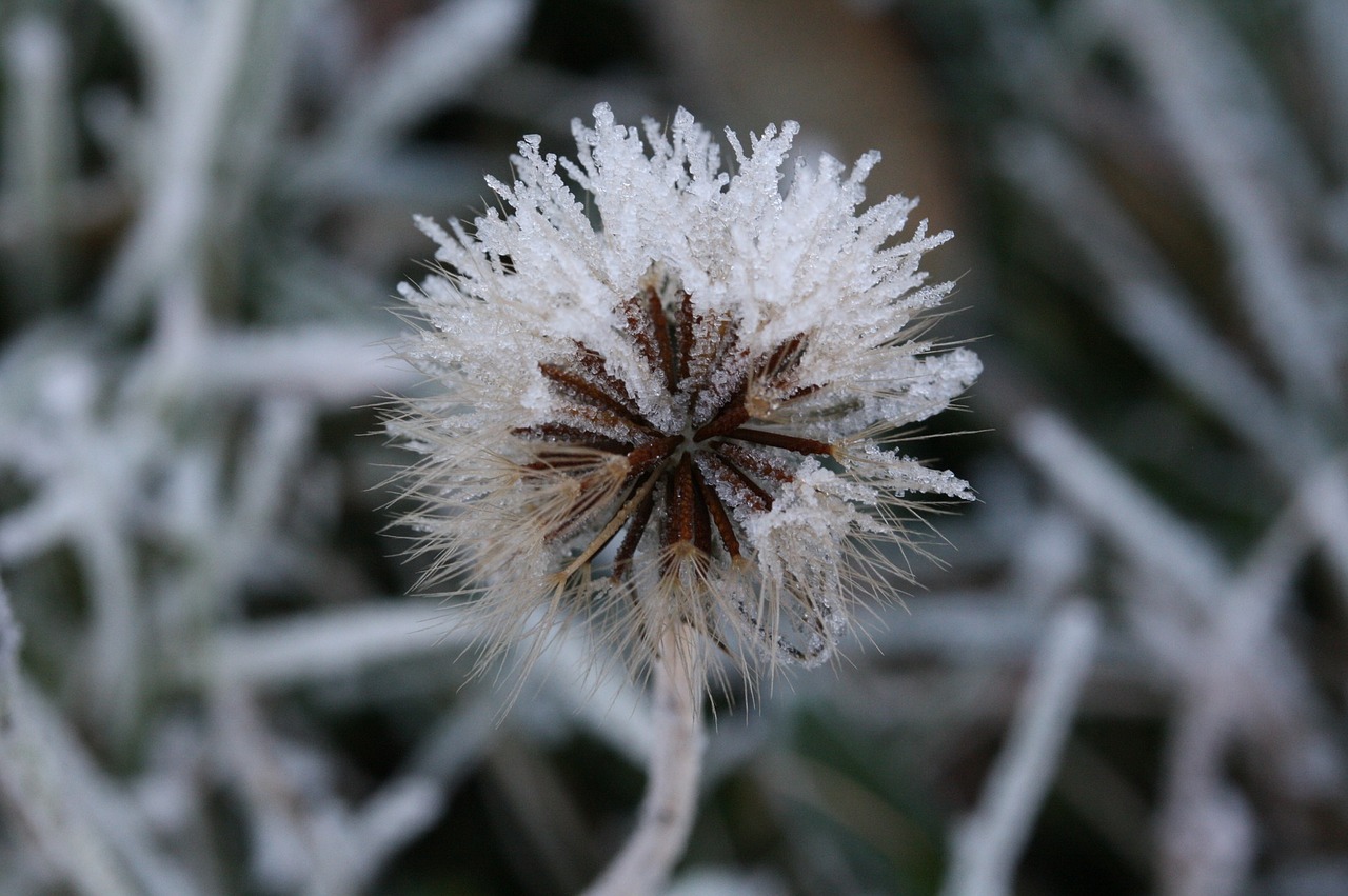 dandelion ice flowers frozen free photo