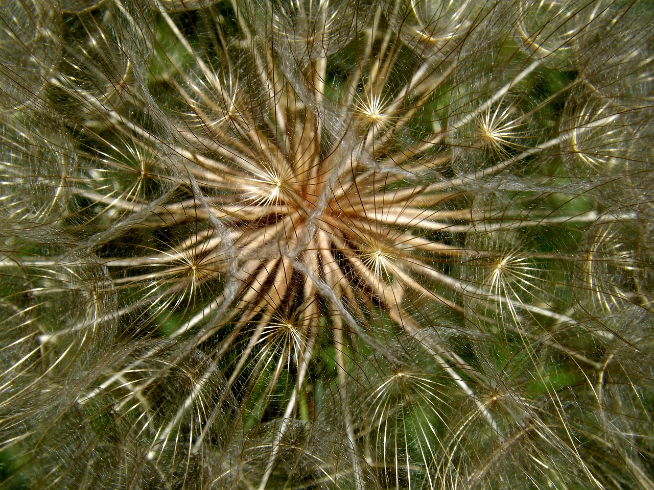 dandelion snowflake plant free photo