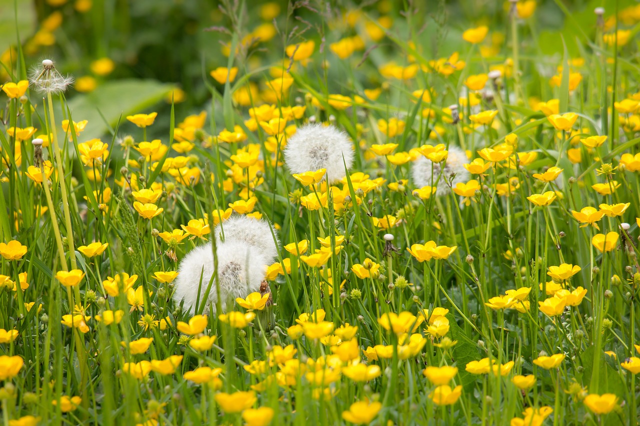 dandelion buttercup sharp buttercup free photo