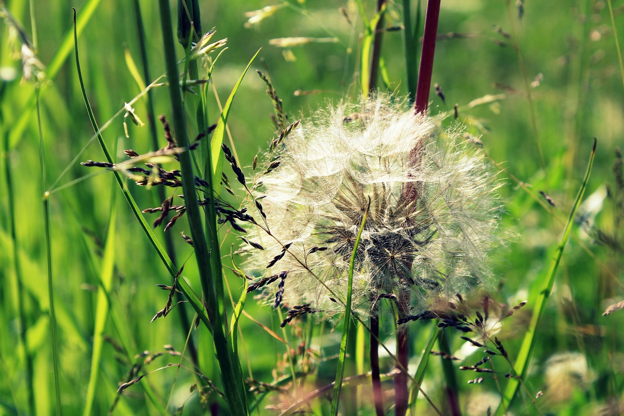 dandelion flower nature free photo