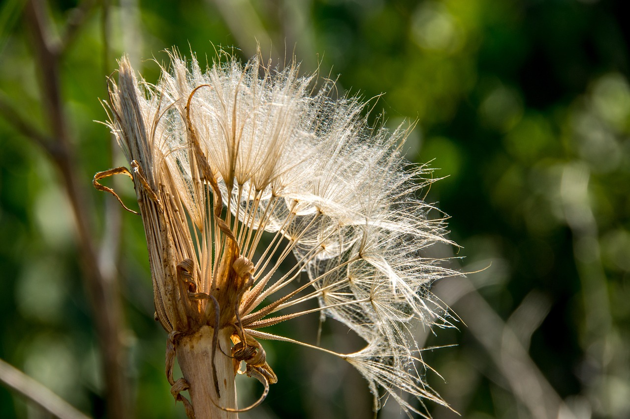 dandelion seeds sunlight free photo