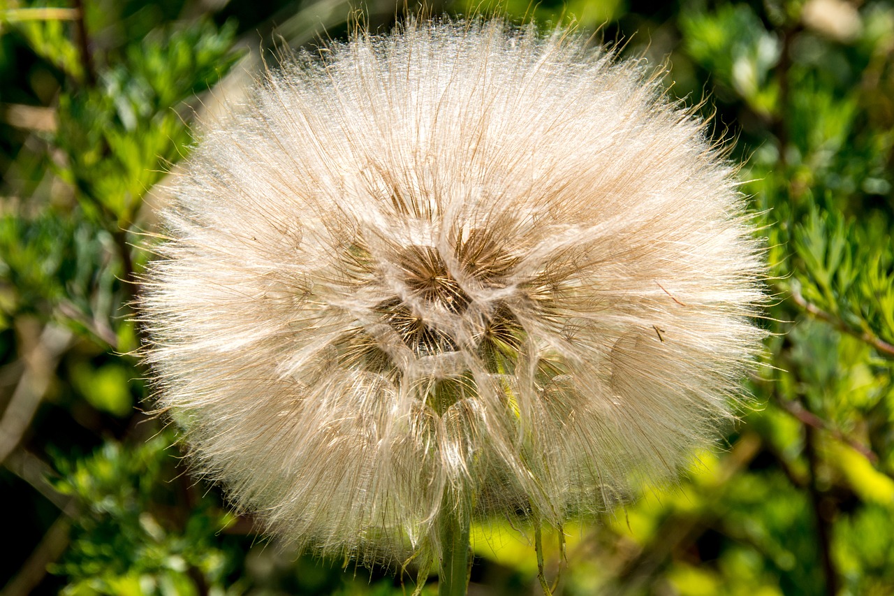 dandelion sunlight park free photo