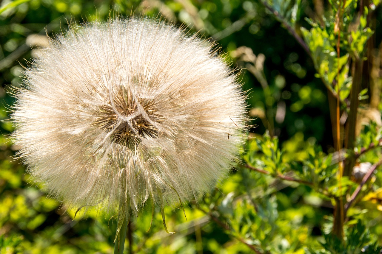 dandelion sunlight park free photo