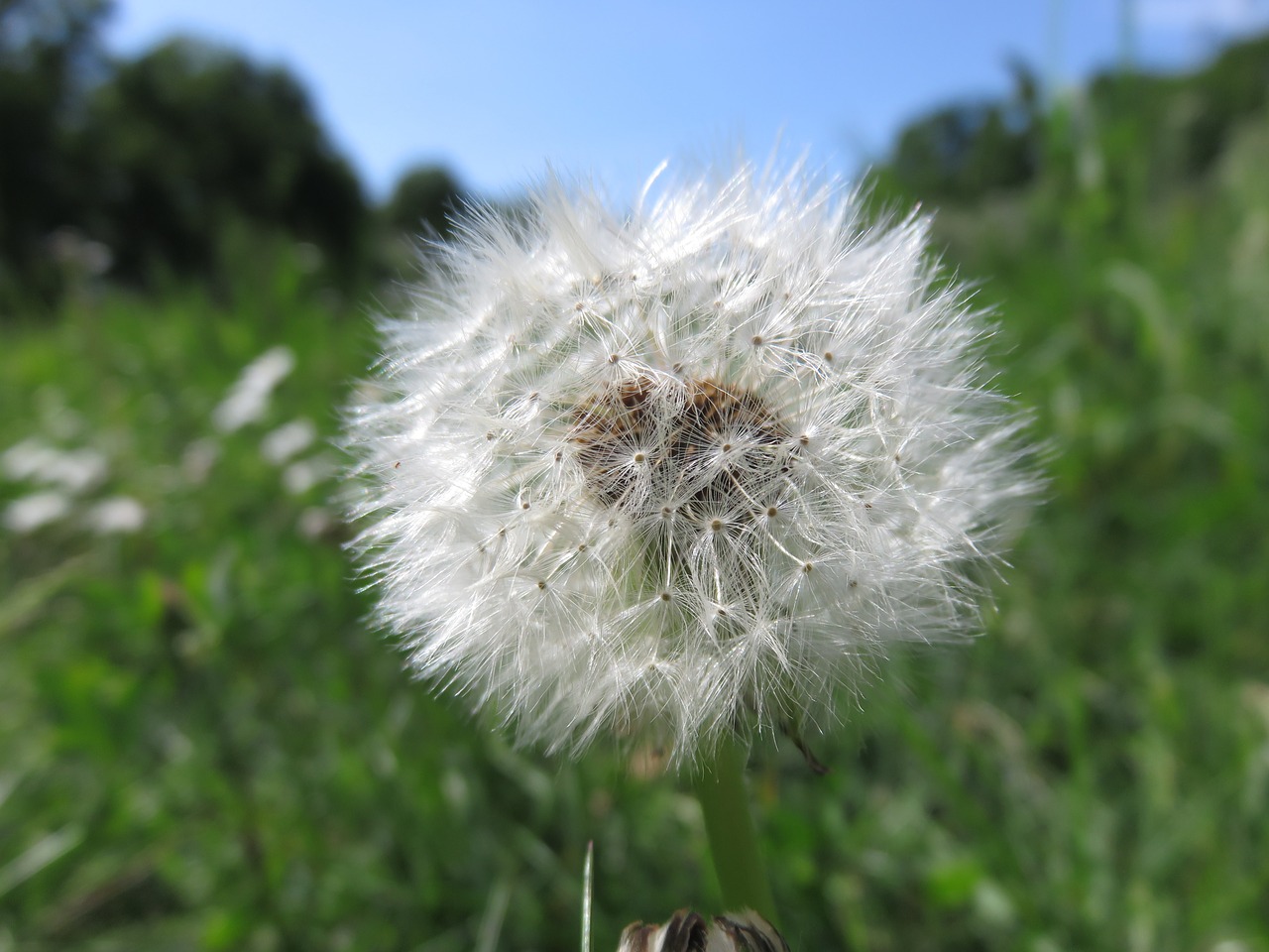 dandelion nature flower free photo