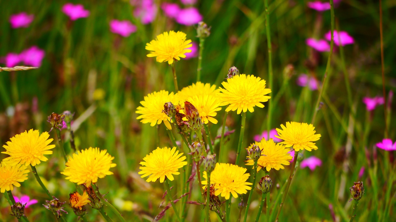 dandelion blossom bloom free photo