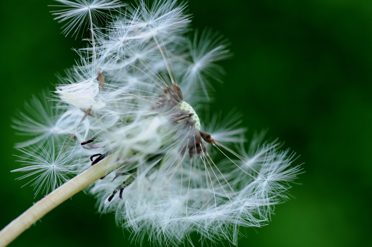 dandelion flower nature free photo