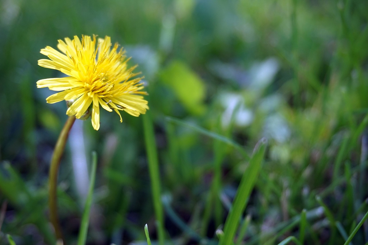 dandelion flower nature free photo