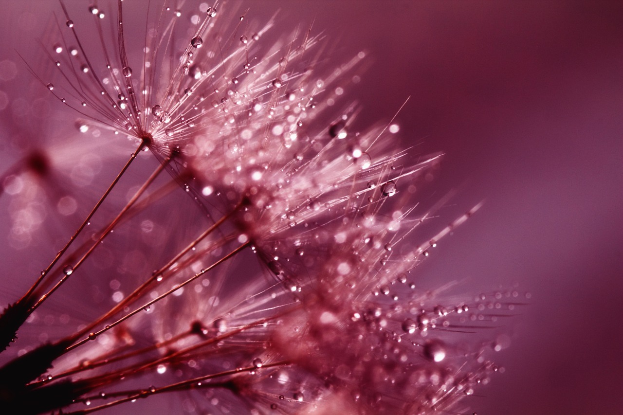 dandelion seeds pink free photo