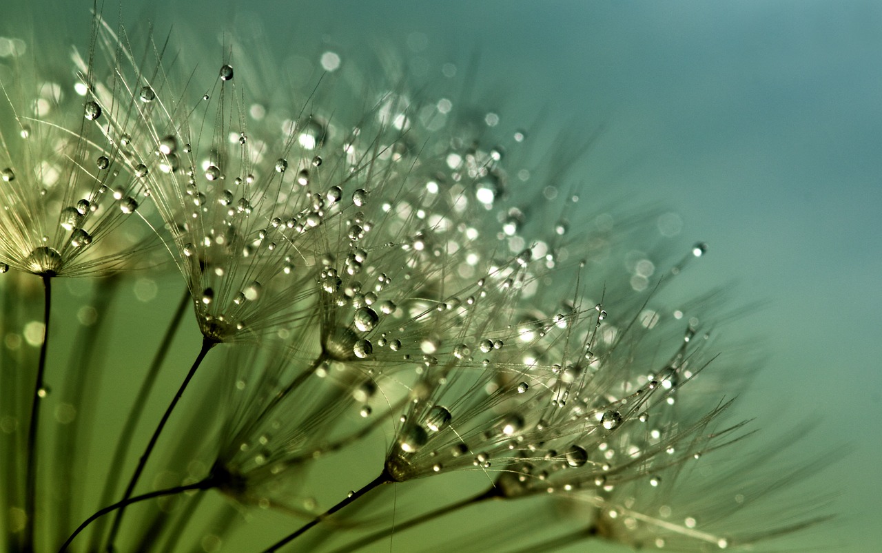 dandelion seeds flower free photo