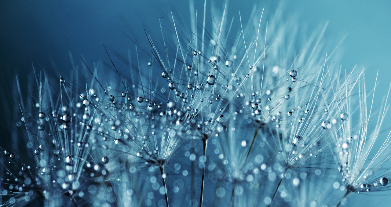 dandelion seeds flower free photo