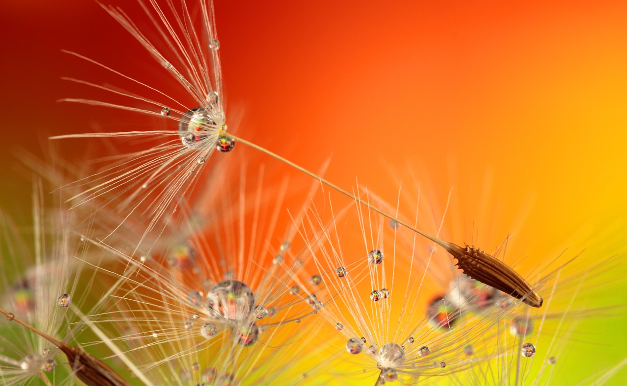 dandelion droplets nature free photo