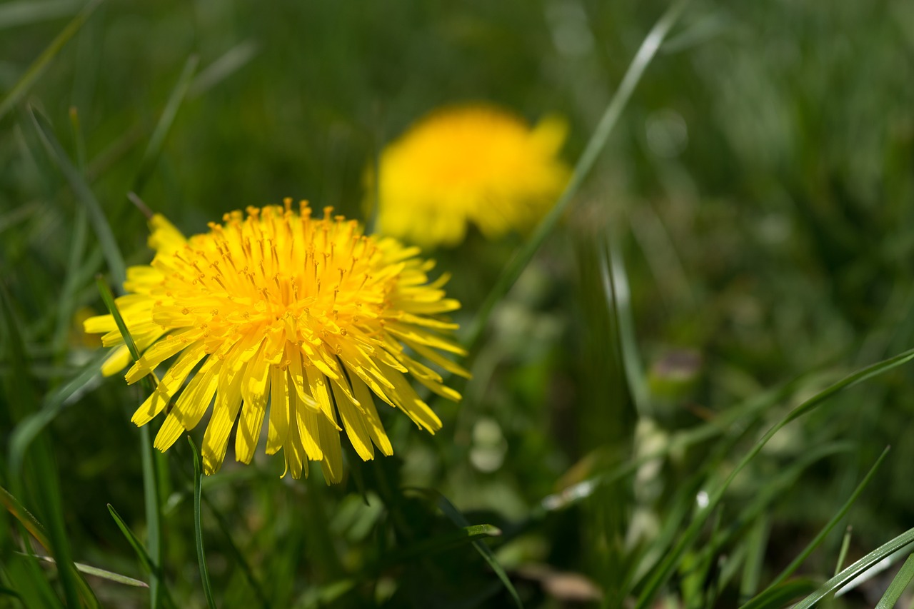 dandelion yellow grass free photo