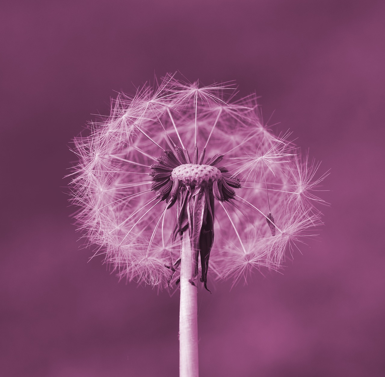 dandelion seeds plant free photo