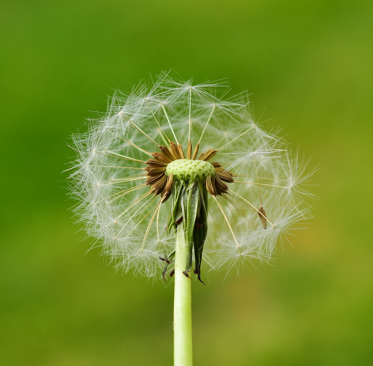 dandelion seeds plant free photo