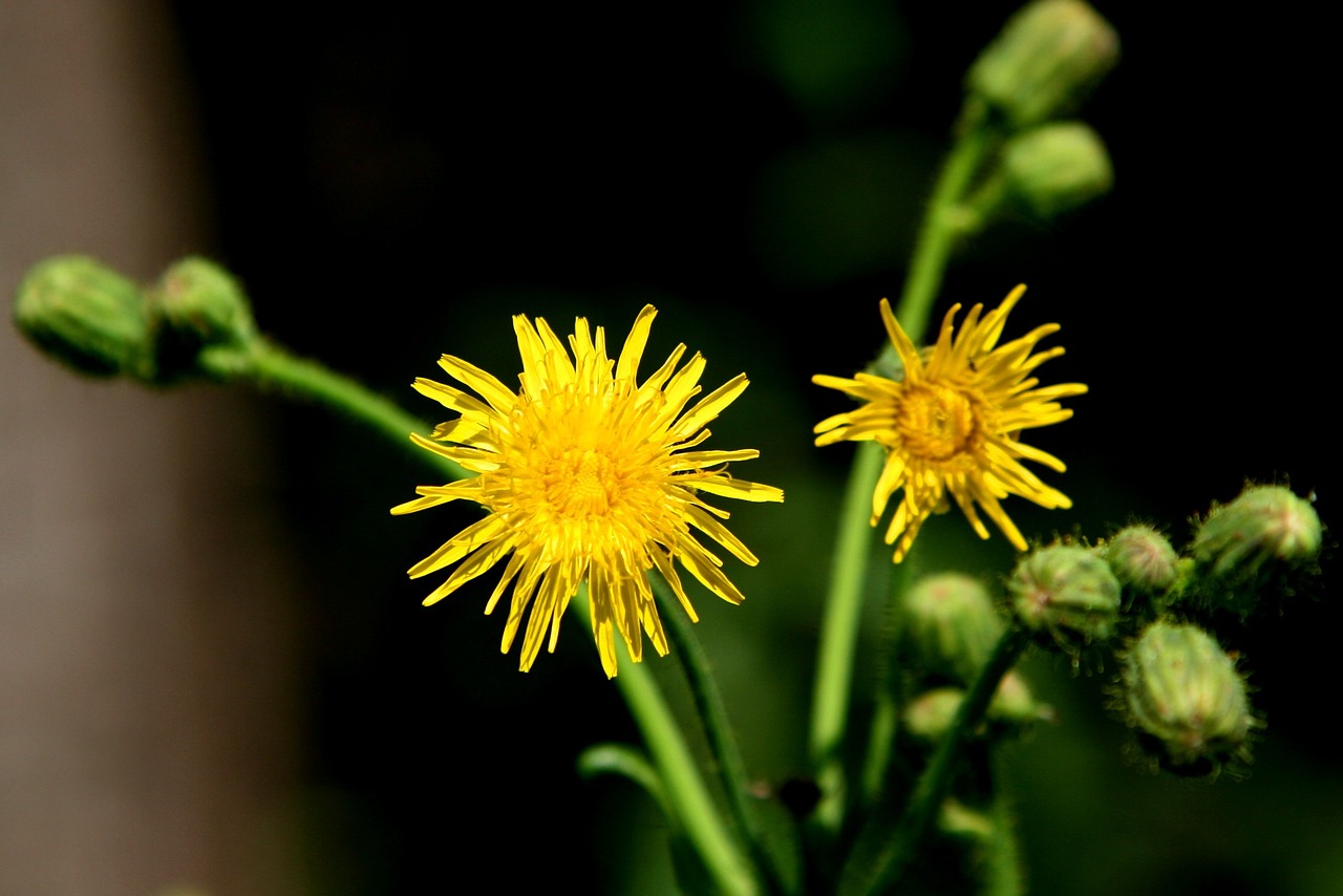 dandelion yellow flower free photo