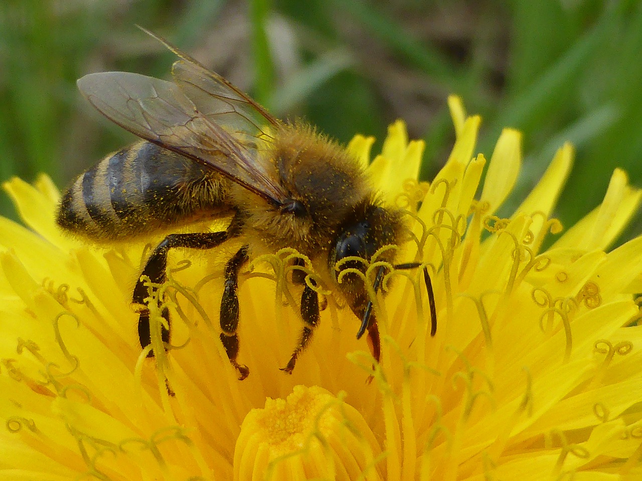 dandelion bee nature free photo