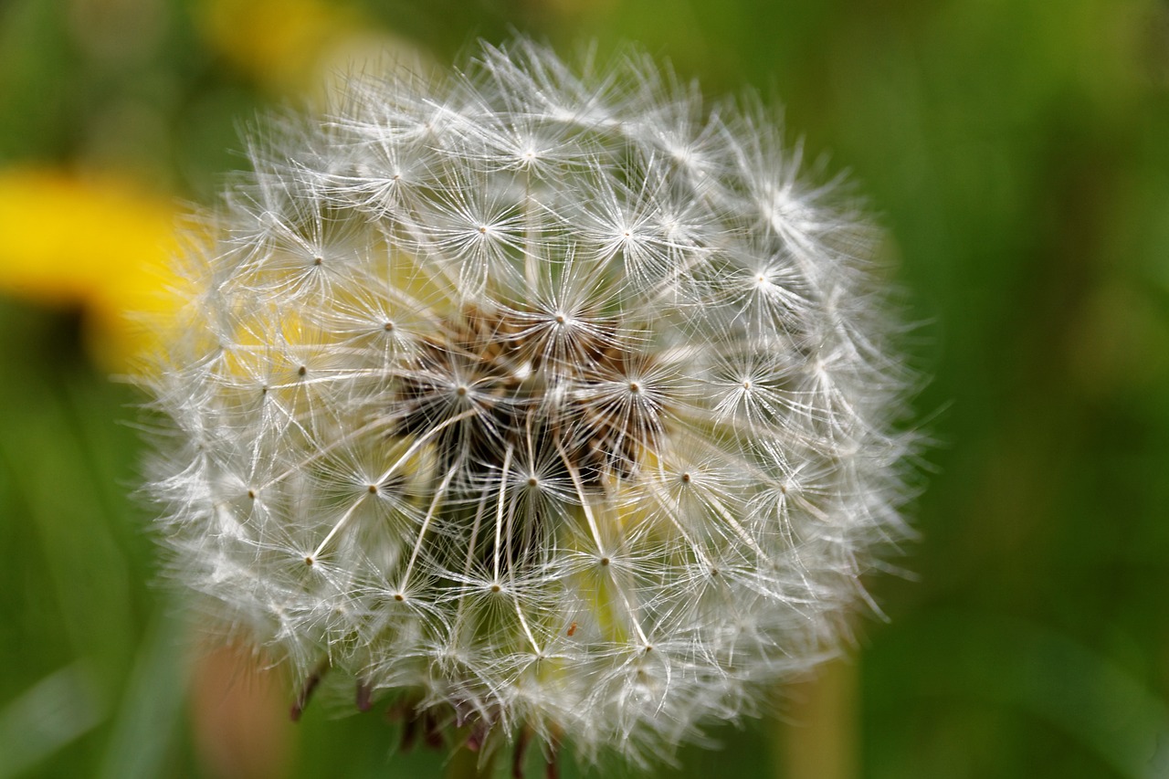 dandelion number of lion weed free photo