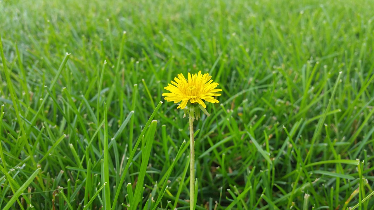 dandelion grass background free photo