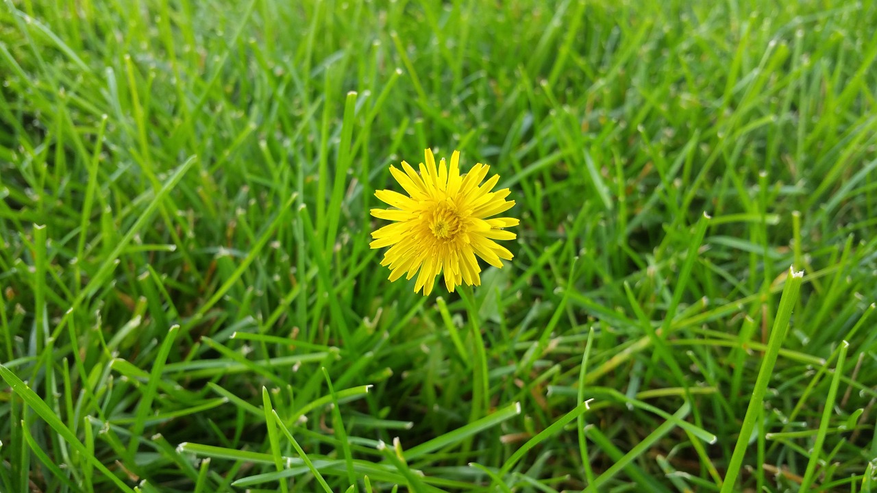 dandelion grass background free photo