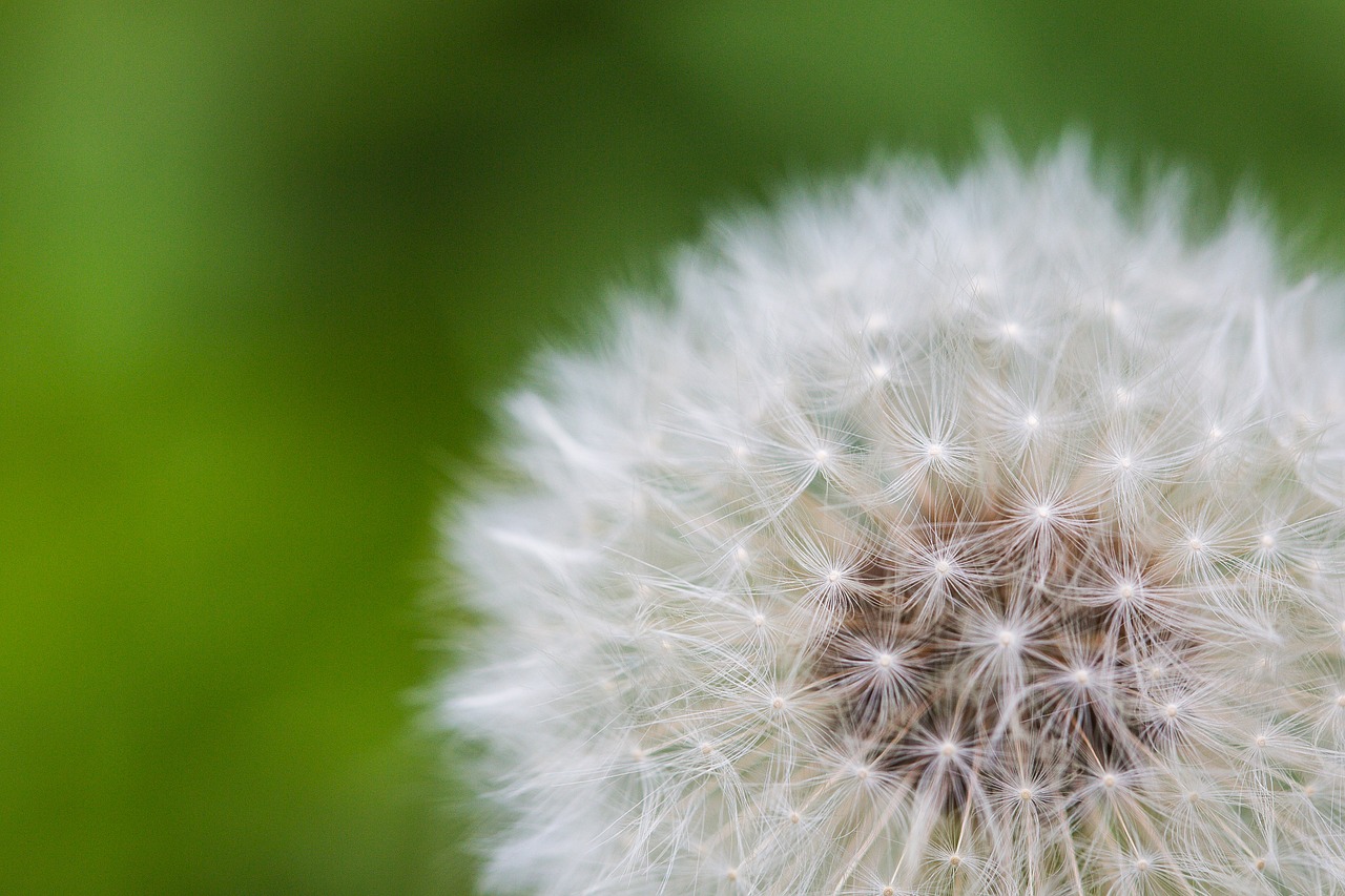 dandelion flower spiritual free photo