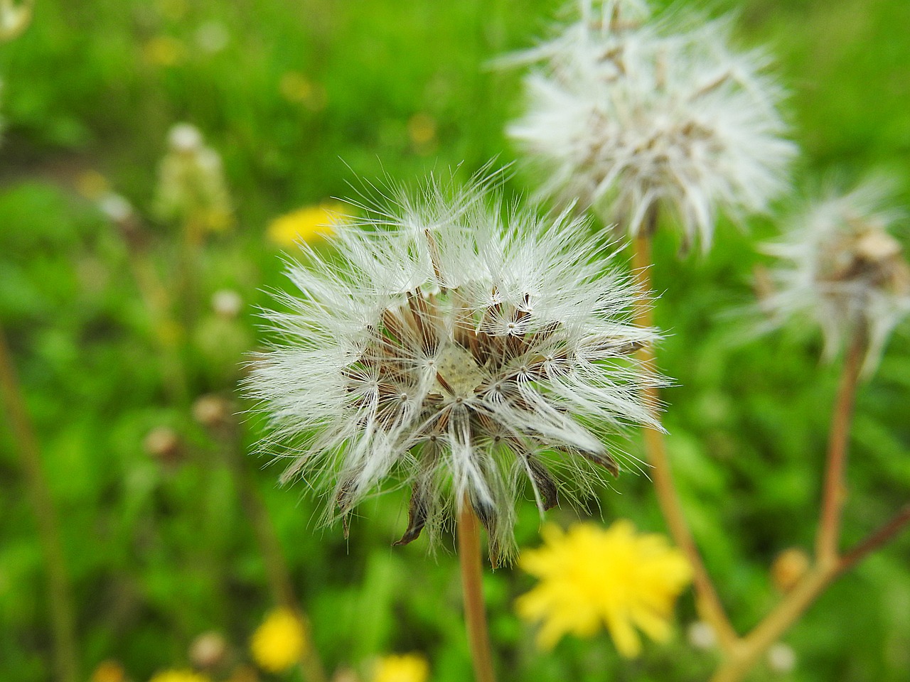 dandelion flower pointed flower free photo