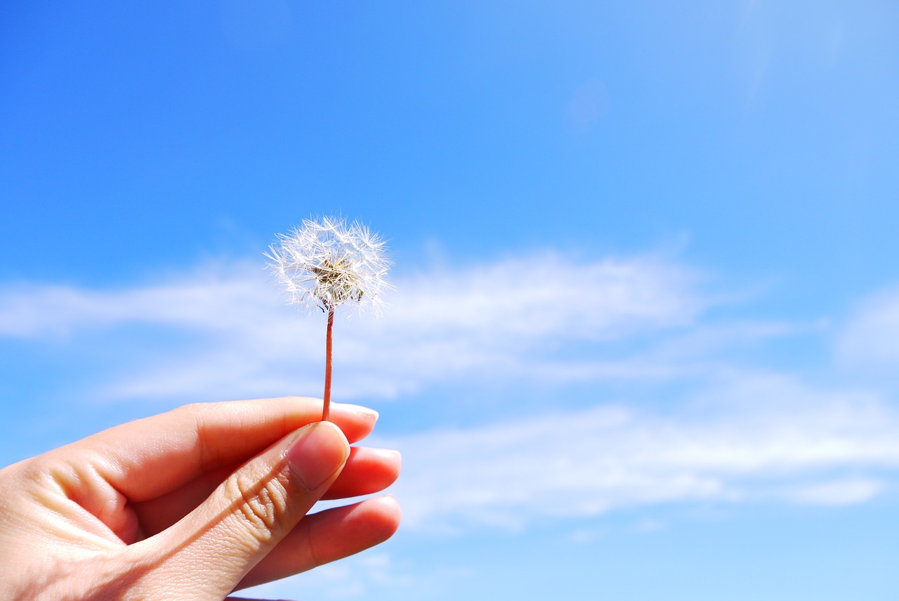 dandelion hand blue sky free photo