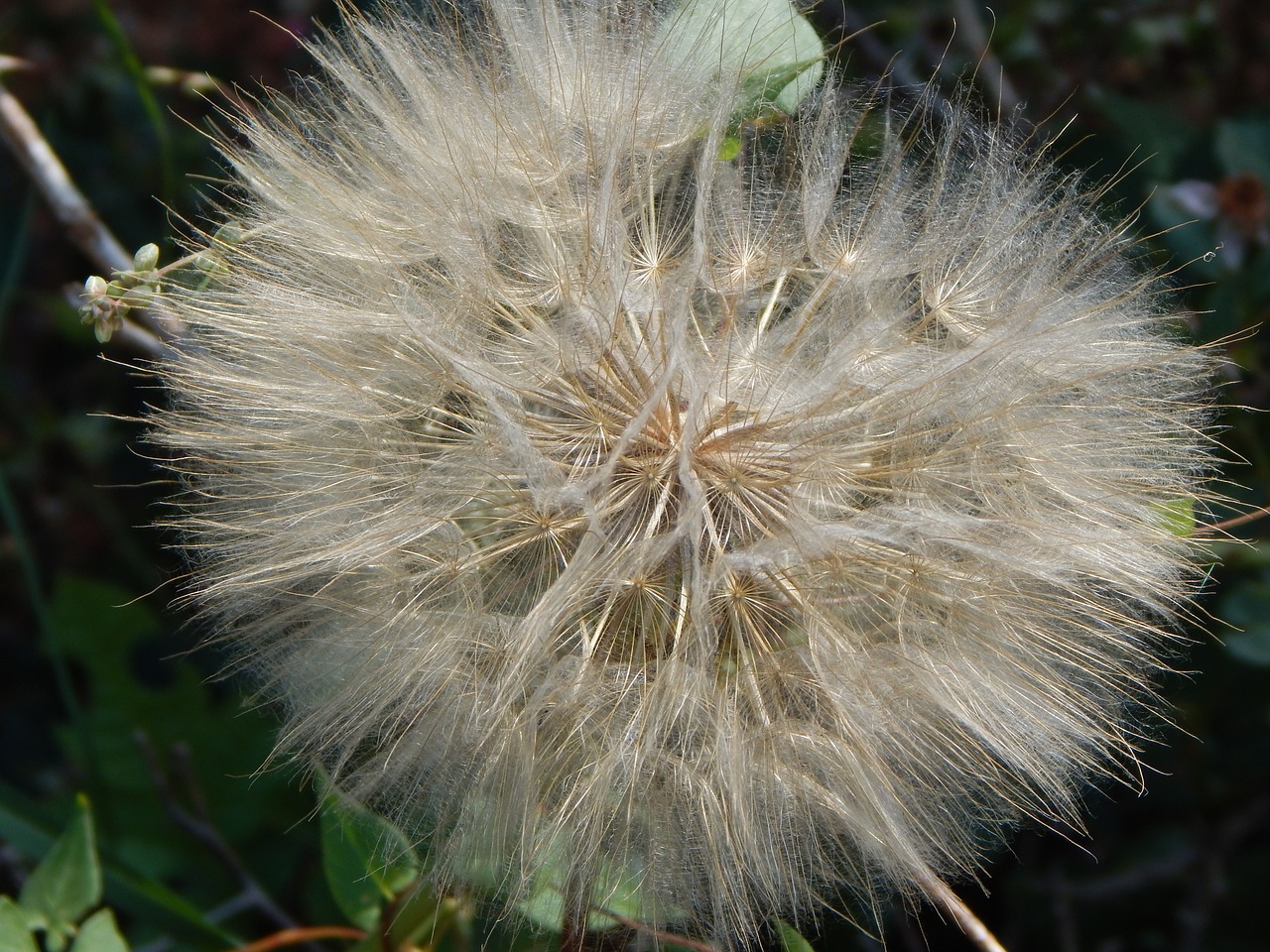 dandelion seeds weed free photo