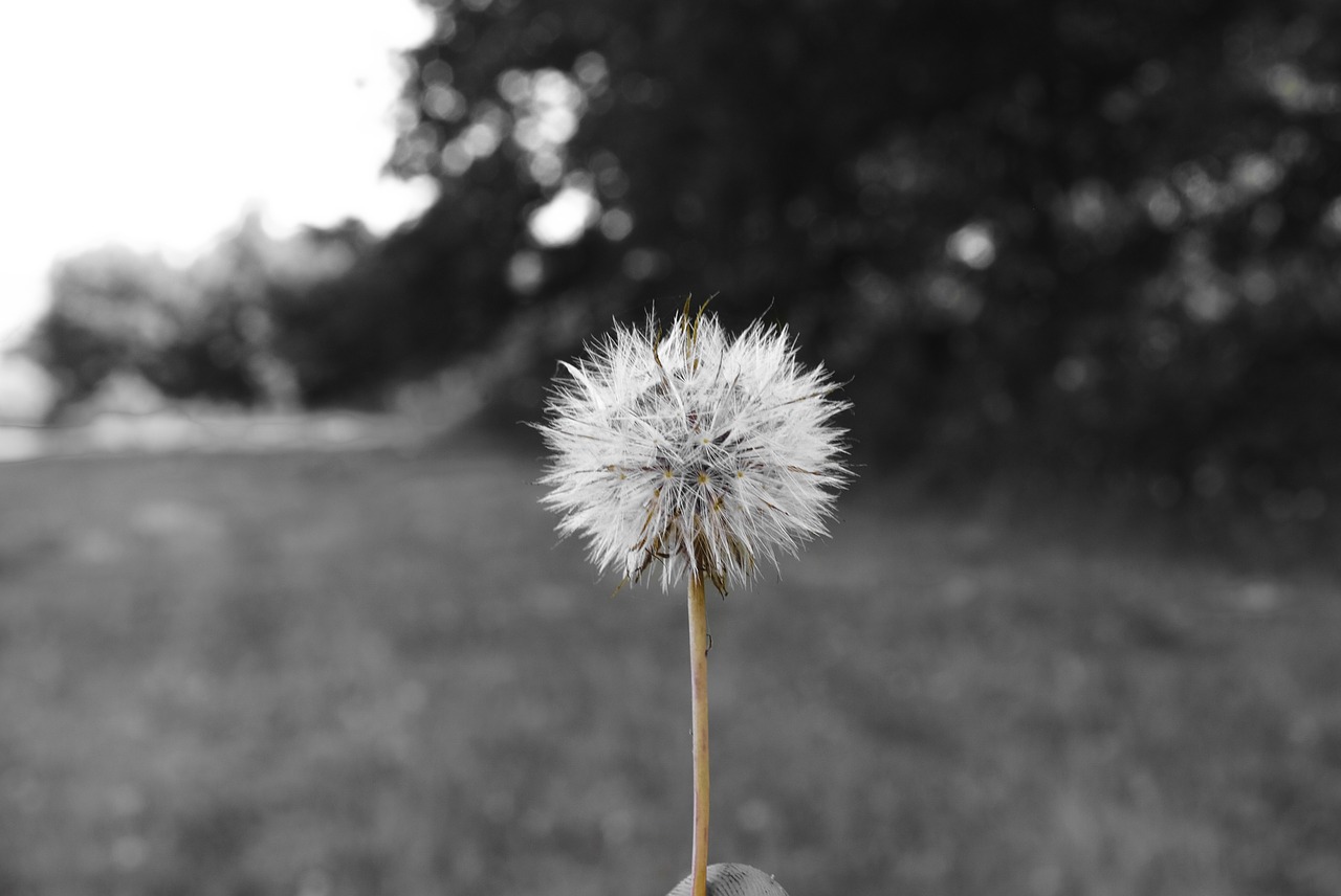 dandelion flower prato free photo