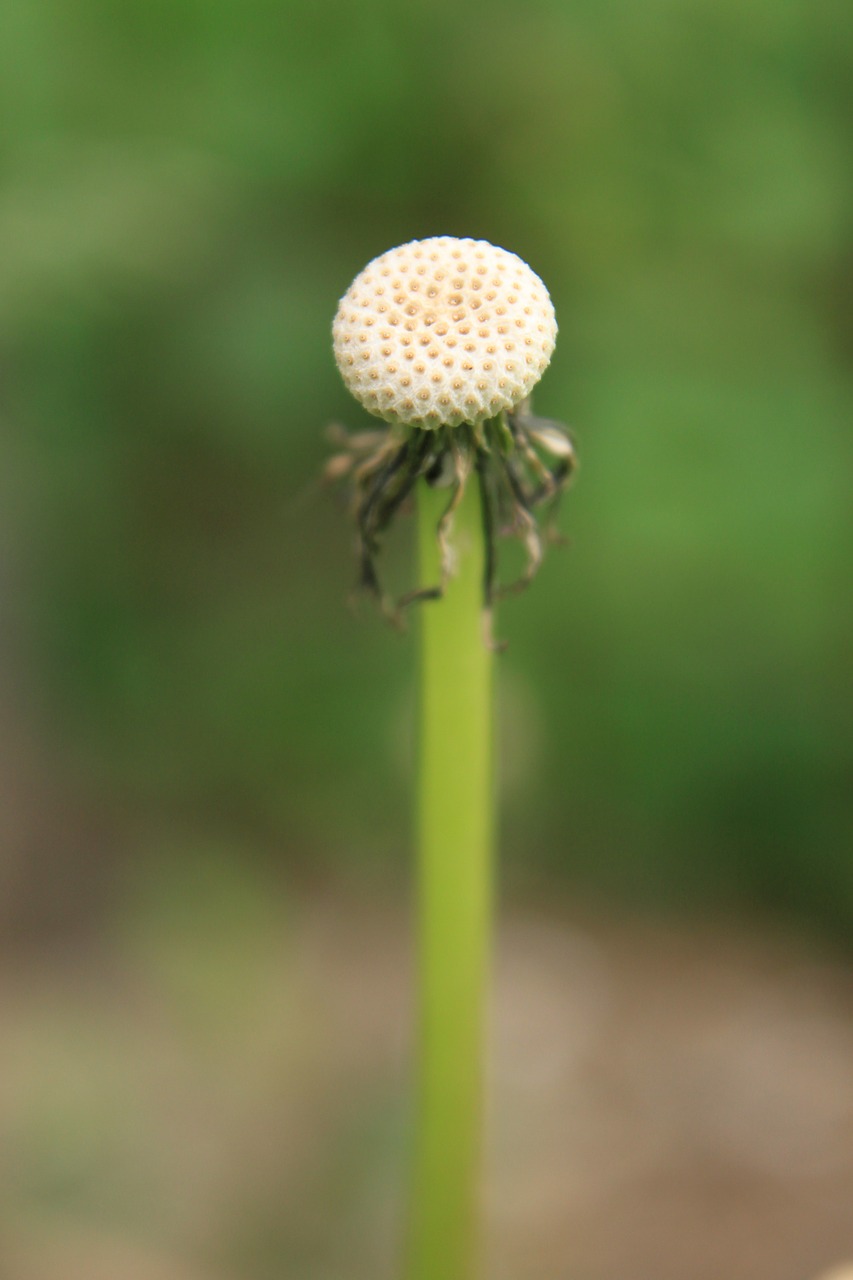 dandelion empty globe free photo