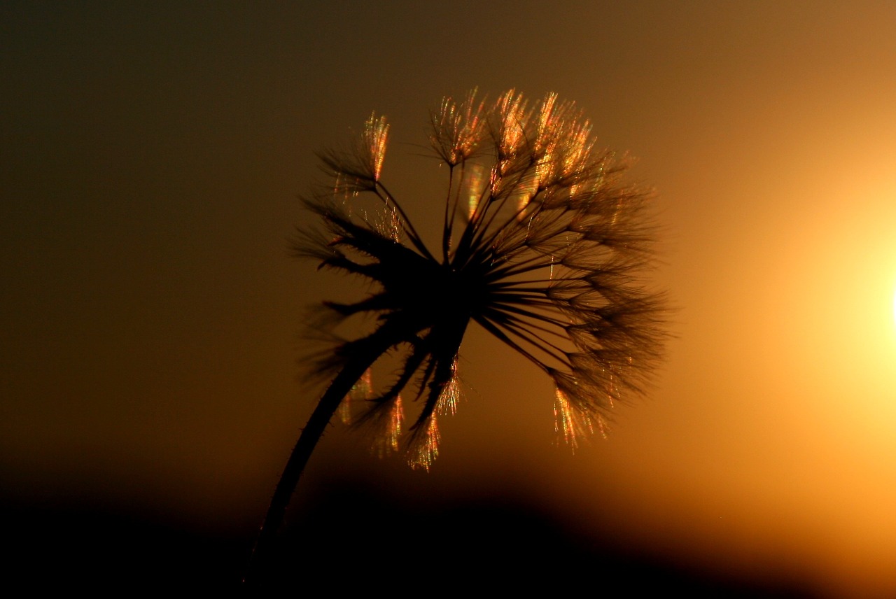 dandelion east sun free photo