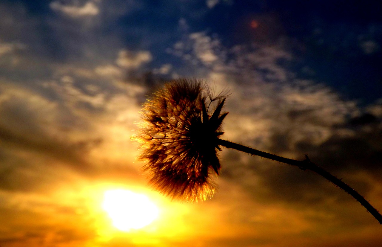 dandelion east sun free photo