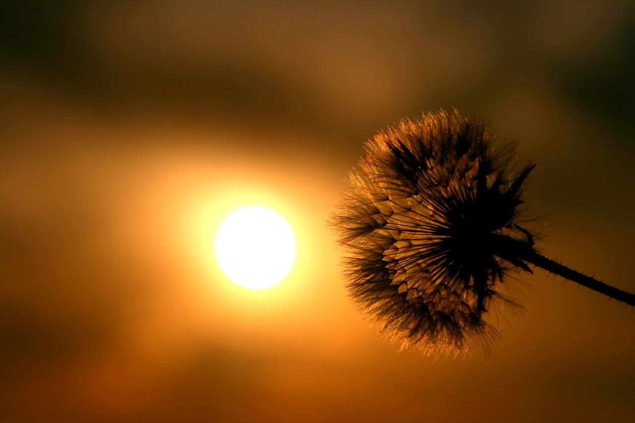 dandelion east sun free photo