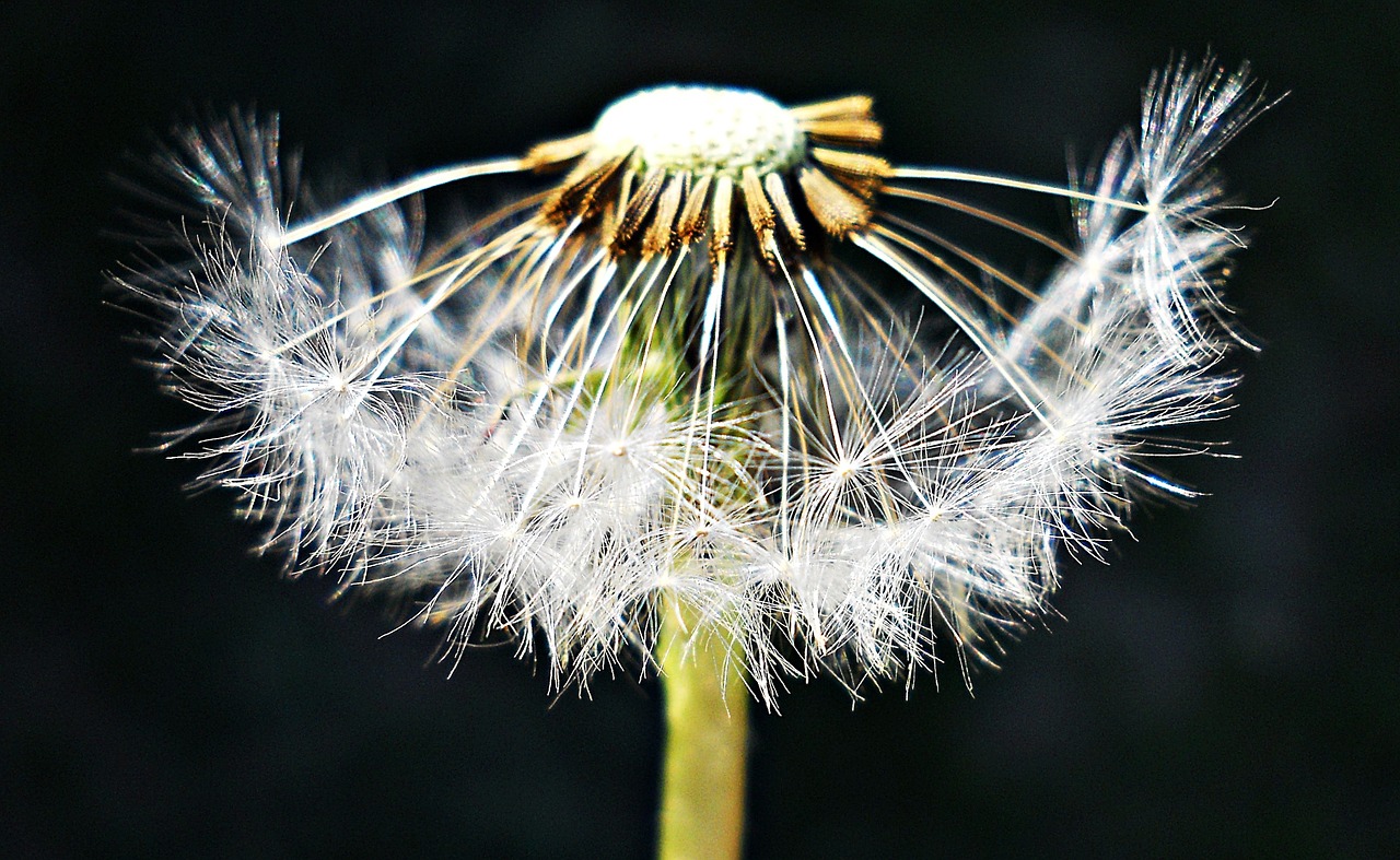 dandelion black white free photo