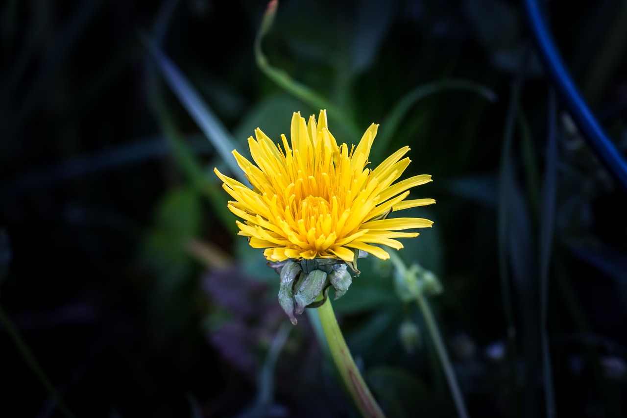 dandelion flower spring free photo