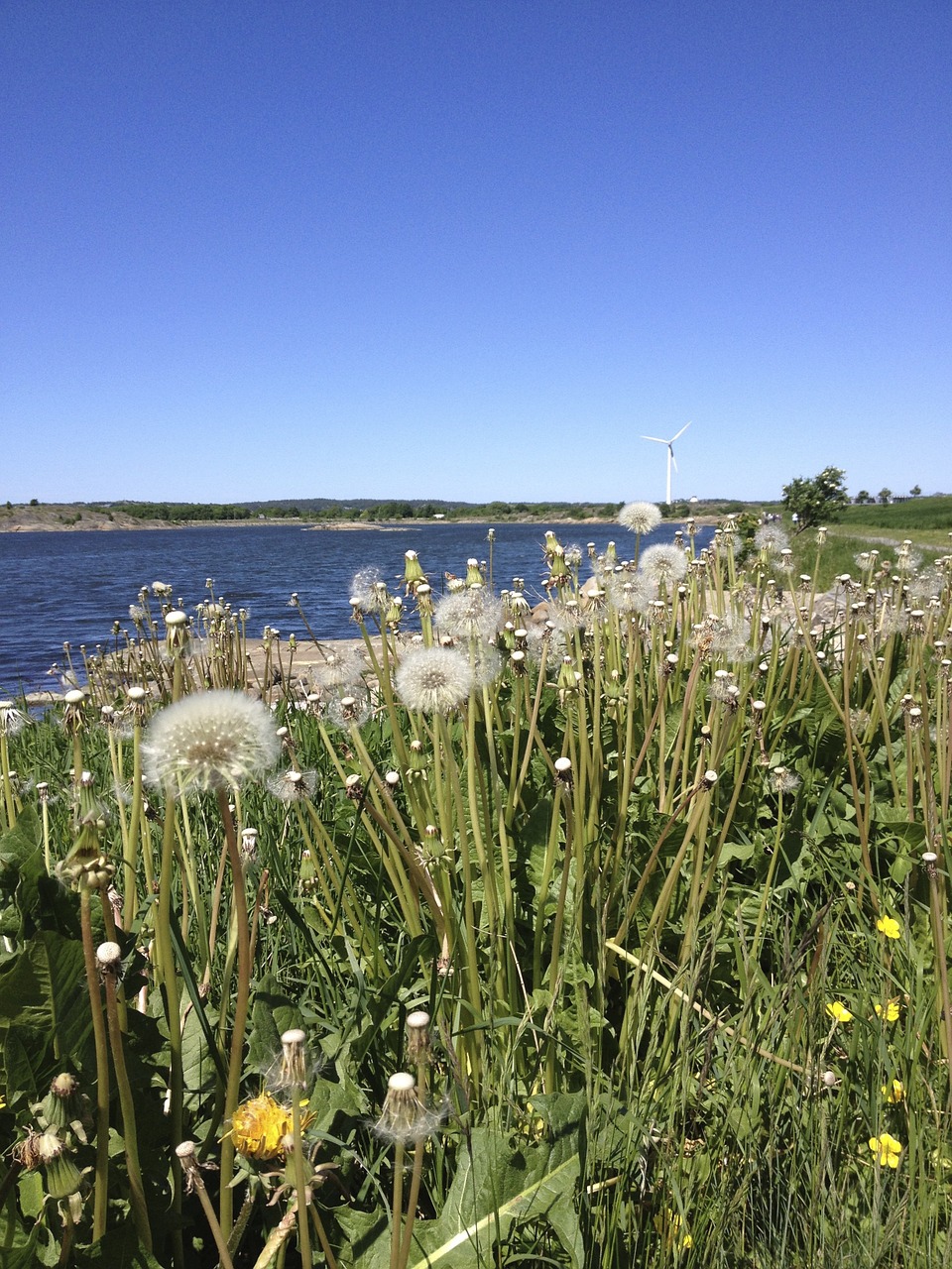 dandelion plant nature free photo