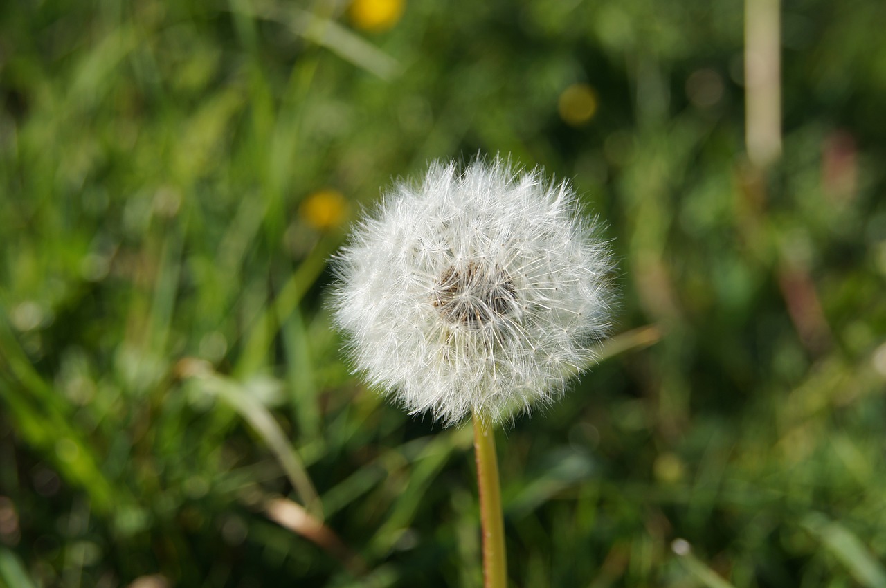 dandelion meadow green free photo