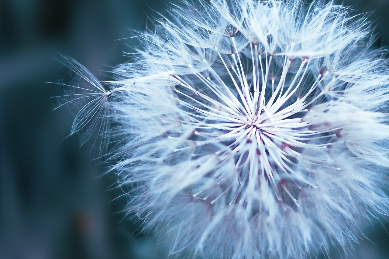 dandelion flower macro free photo