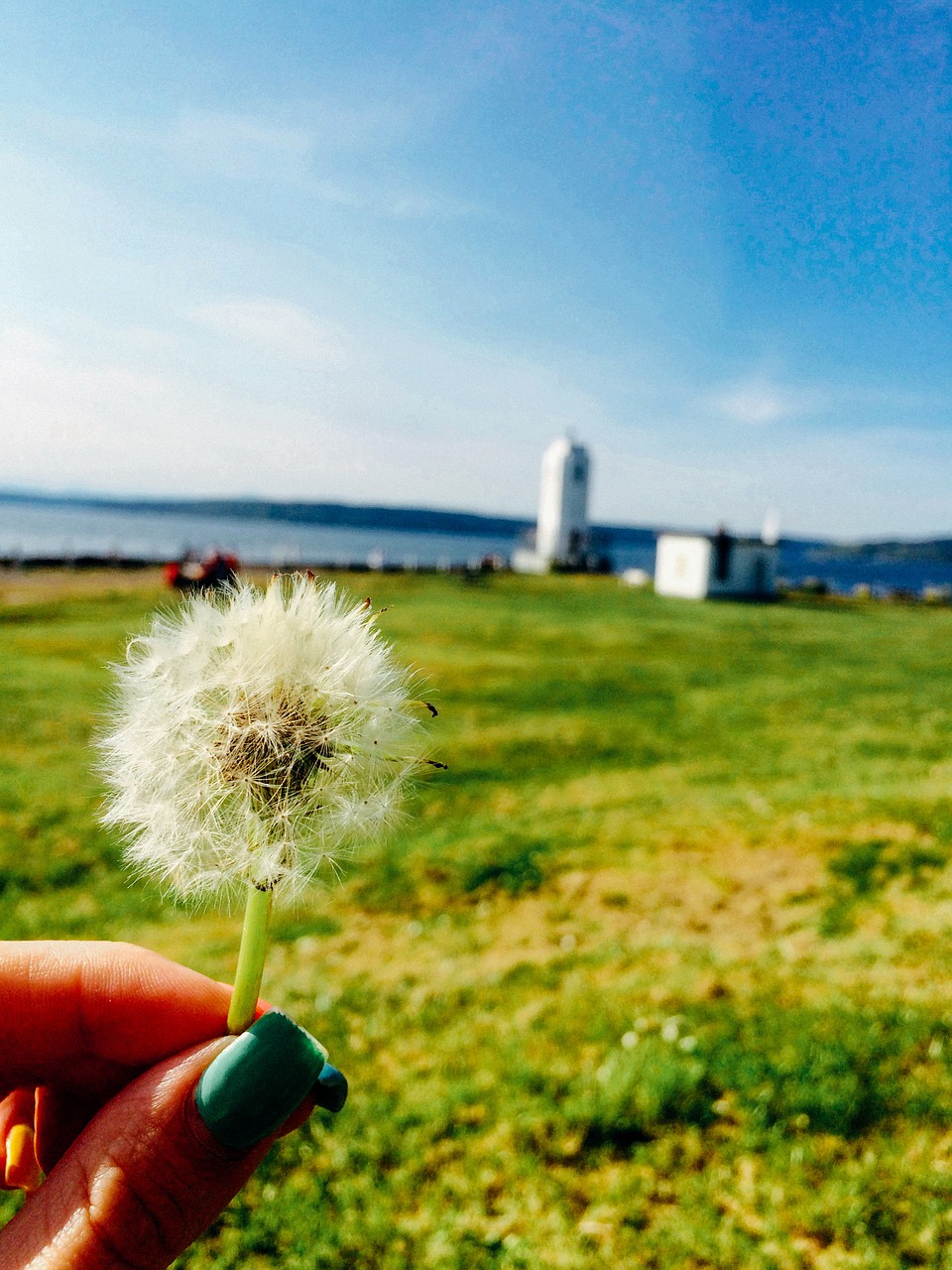 dandelion spring summer free photo