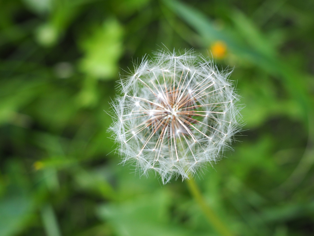 dandelion nature meadow free photo