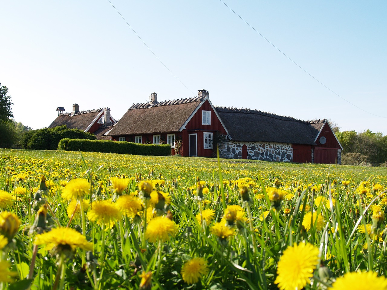 dandelion house himmel free photo